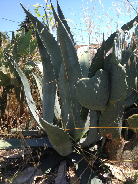 Agave winteriana 2.jpg