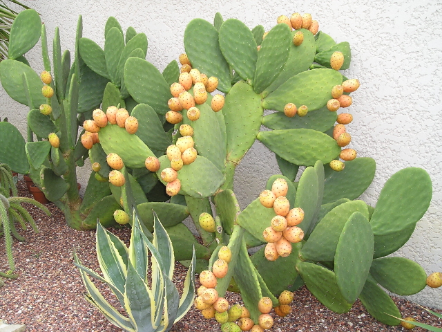 Opuntia ficus indica.jpg