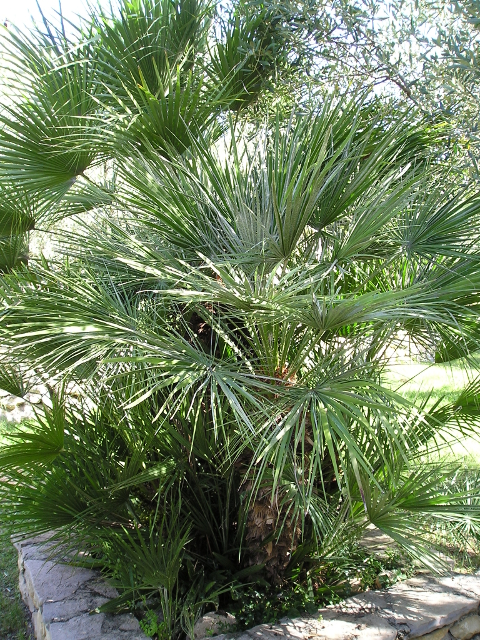 Chamaerops humilis var. conduplicata.jpg