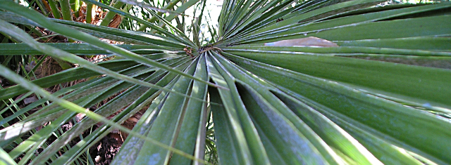 Chamaerops humilis var. conduplicata (détail).jpg