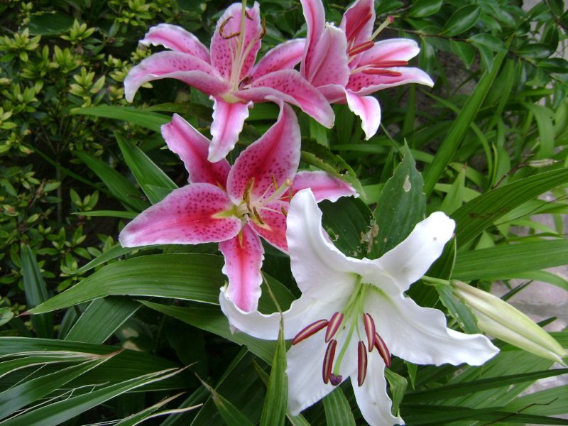 DSC03212.jpg