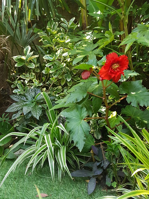 Jardin 21062017 (11).jpg