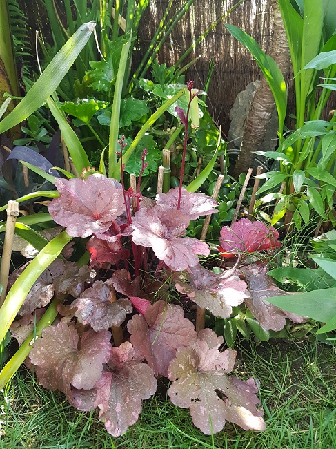 Jardin 21062017 (18).jpg