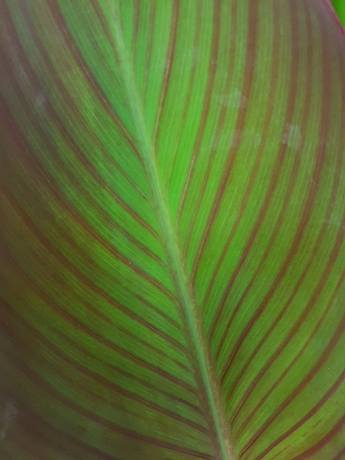Jardin 21062017 (17).jpg