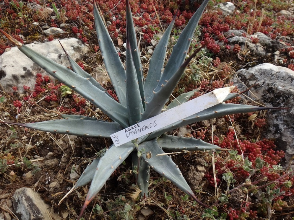 Agave utahensis.JPG