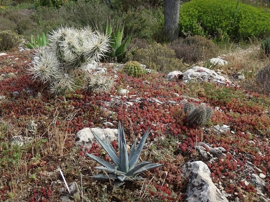 Agave utahensis (2).JPG