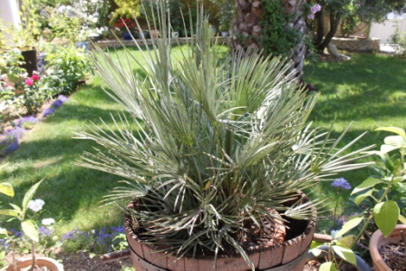 Chamaerops Humilis Cerifera.JPG