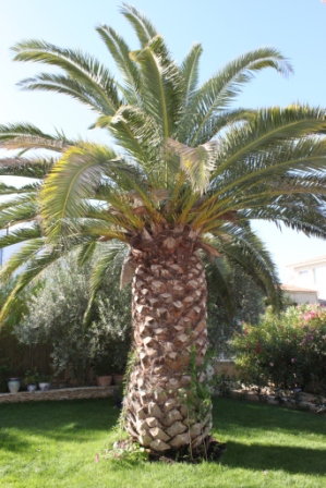 Phoenix Canariensis.JPG