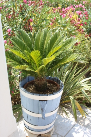 Cycas Revoluta.JPG