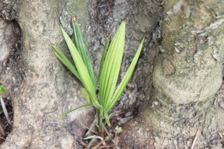 Trachycarpus Fortunei.JPG