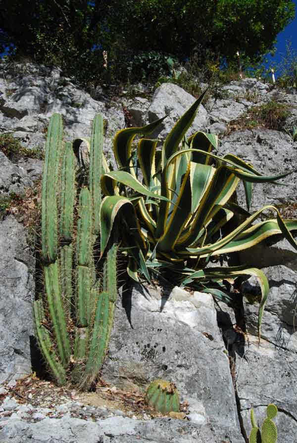 Tricho. macrogonus