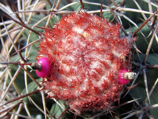 melocactus matanzanus graine (Copier).JPG