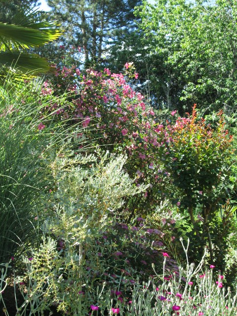 jardin juin 2017 042 (480x640).jpg