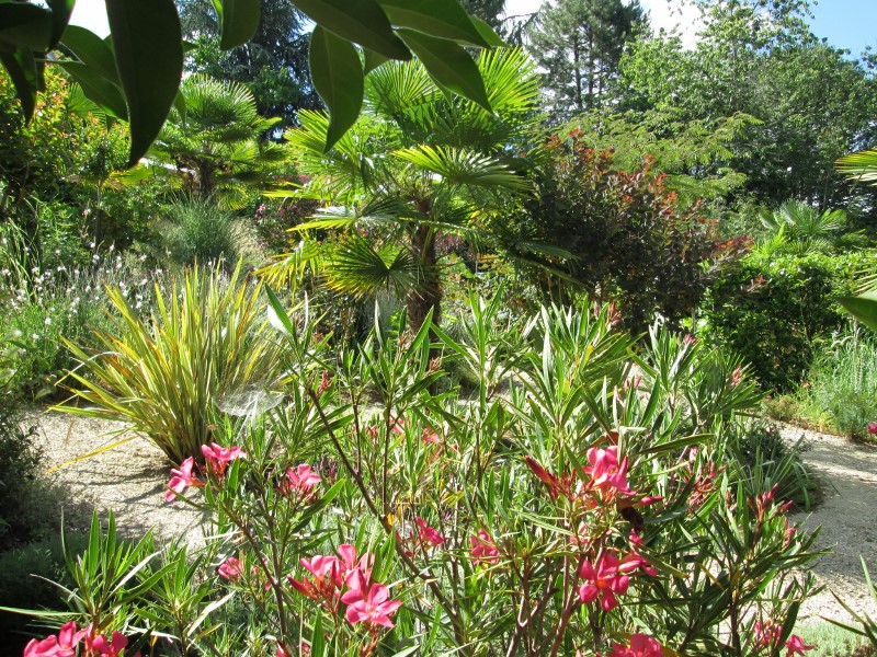 jardin juin 2017 038 (800x600).jpg