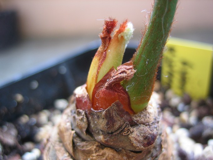 cycas multipinnata 2011 07 (4) [680x640].JPG