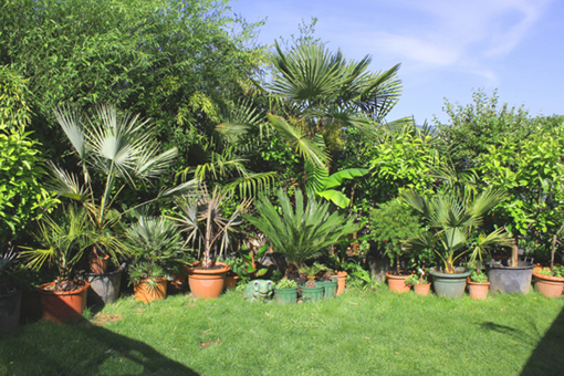 petit jardin mais chargé !!!