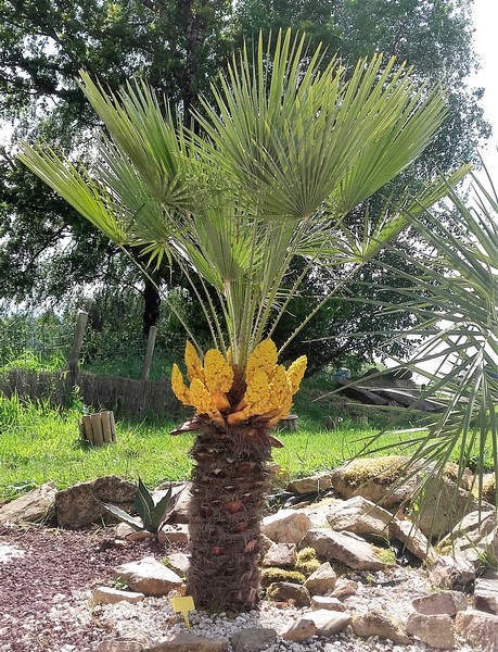 chamaerops humilis (Copier).jpg