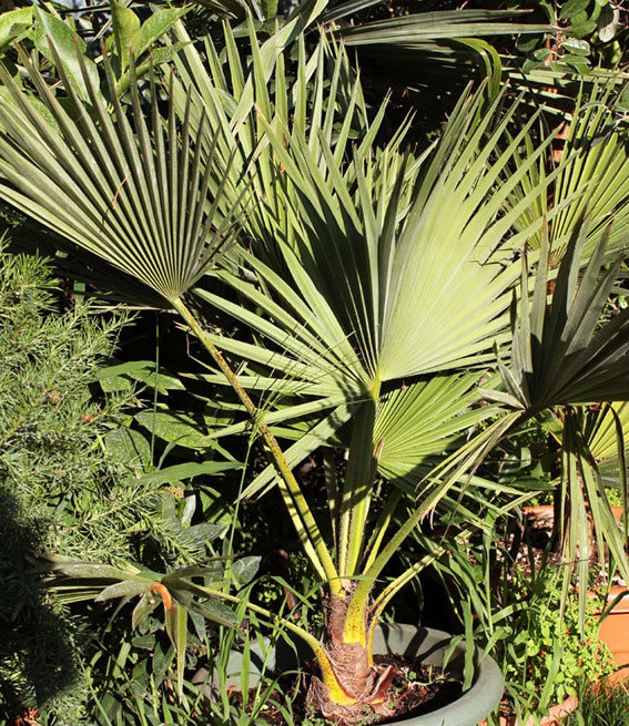 BRAHEA EDULIS ?