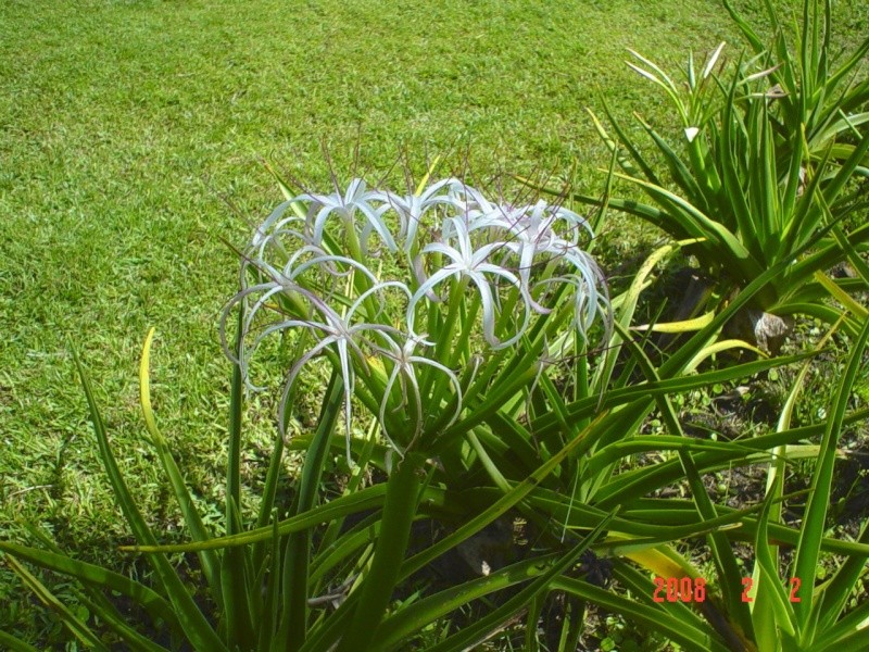 Au jardin de Pamplemousses ,ce Crinum Mauritianum