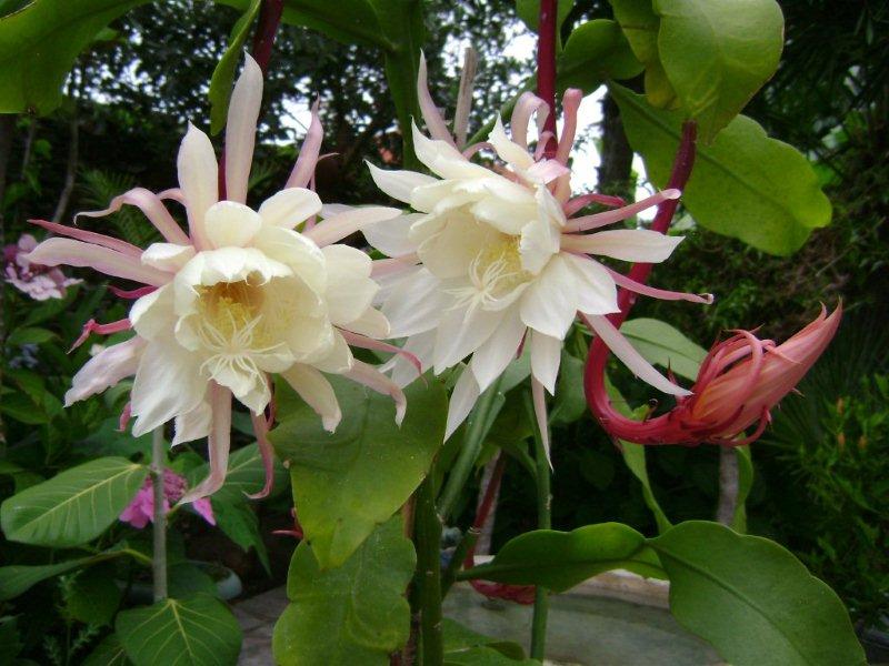 005 Epiphyllum oxypetalum  24 juillet 2011.jpg