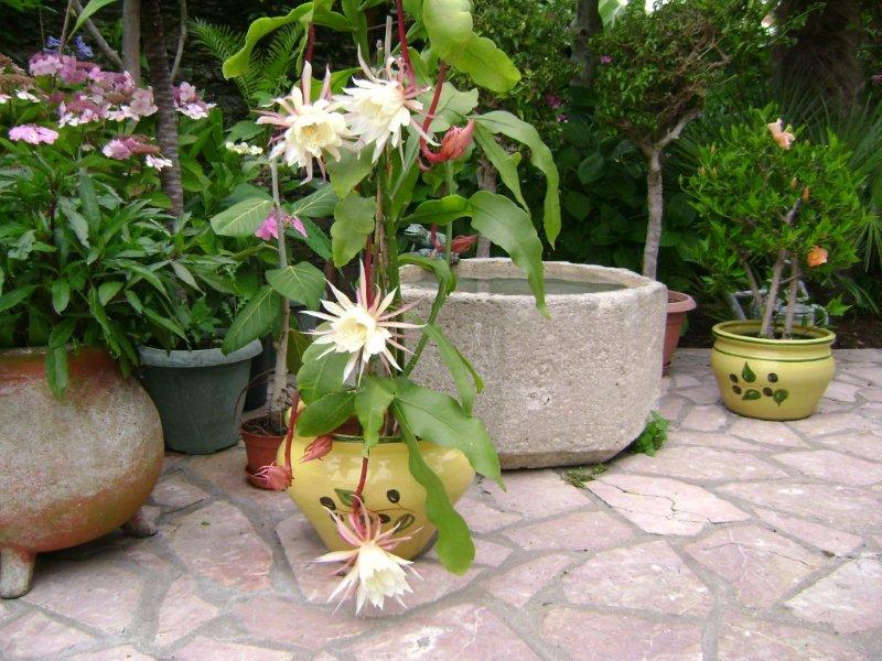 003 Epiphyllum oxypetalum 24 07 2011.jpg