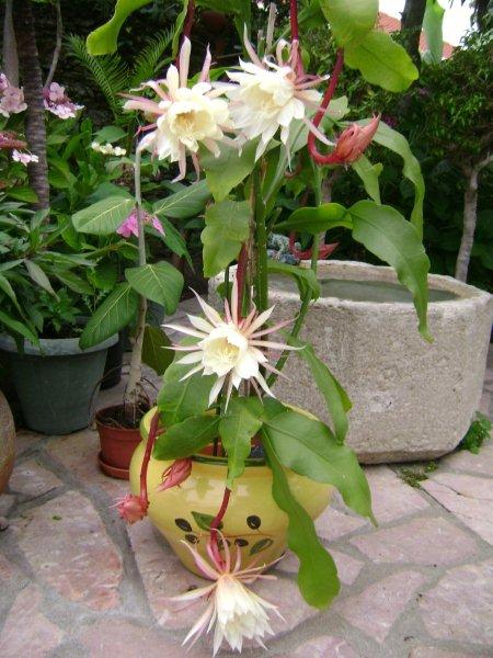 004 Epiphyllum oxypetalum 24 07 2011.jpg