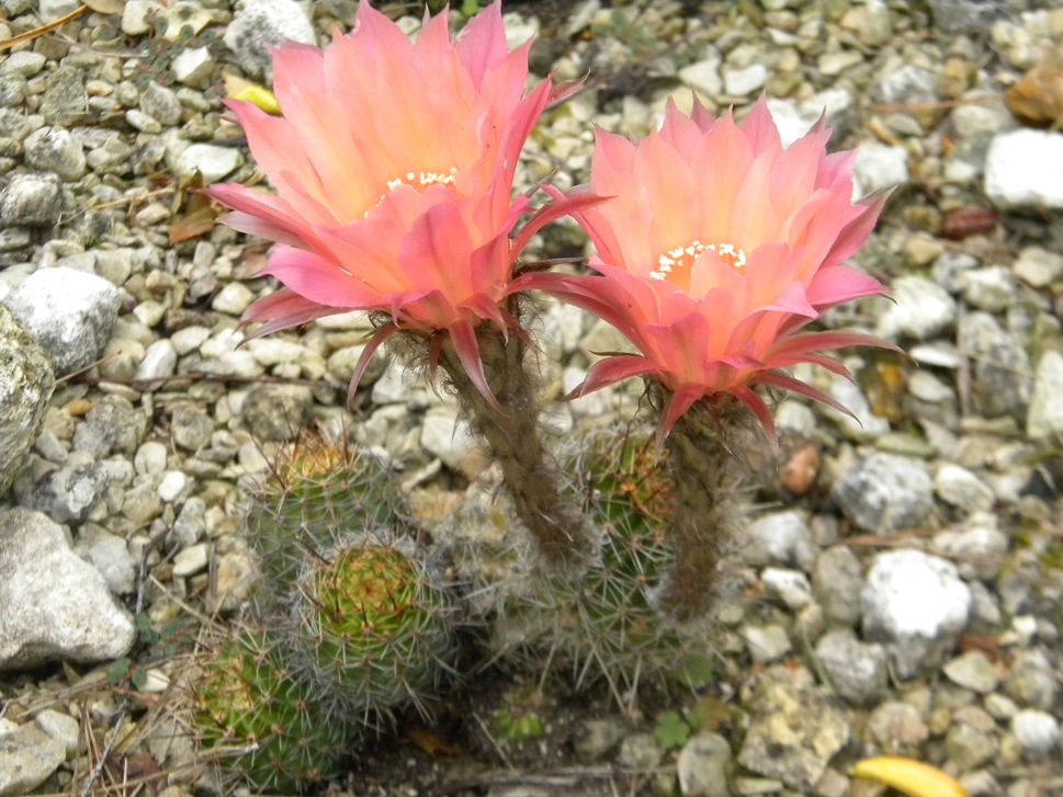 Echinopsis morgenzauber.JPG