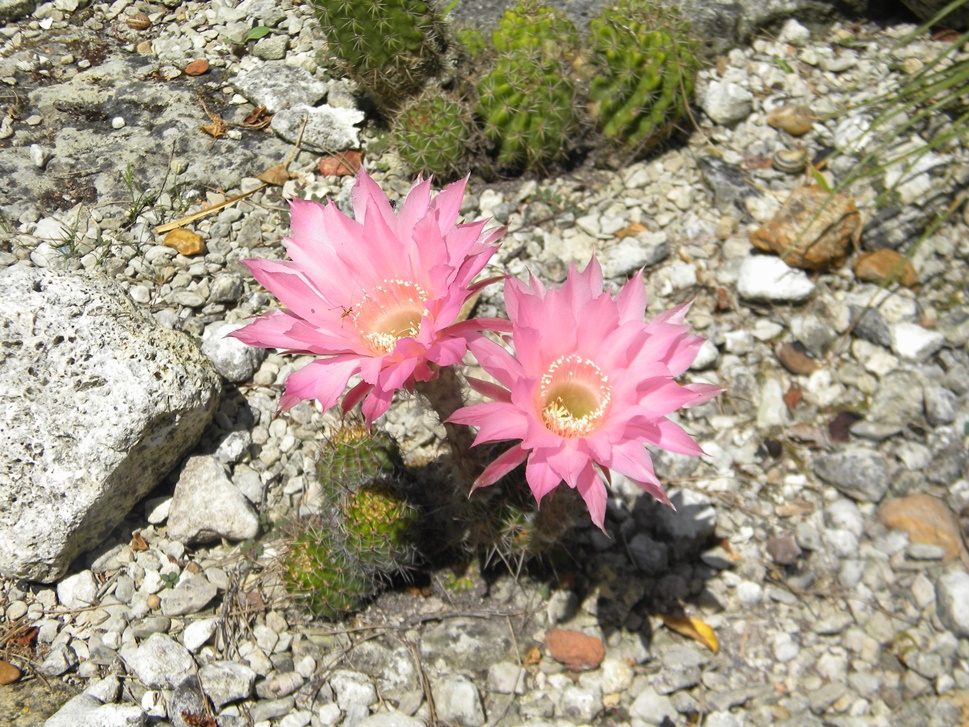 Hybride d'Echinopsis ' sunset '.JPG