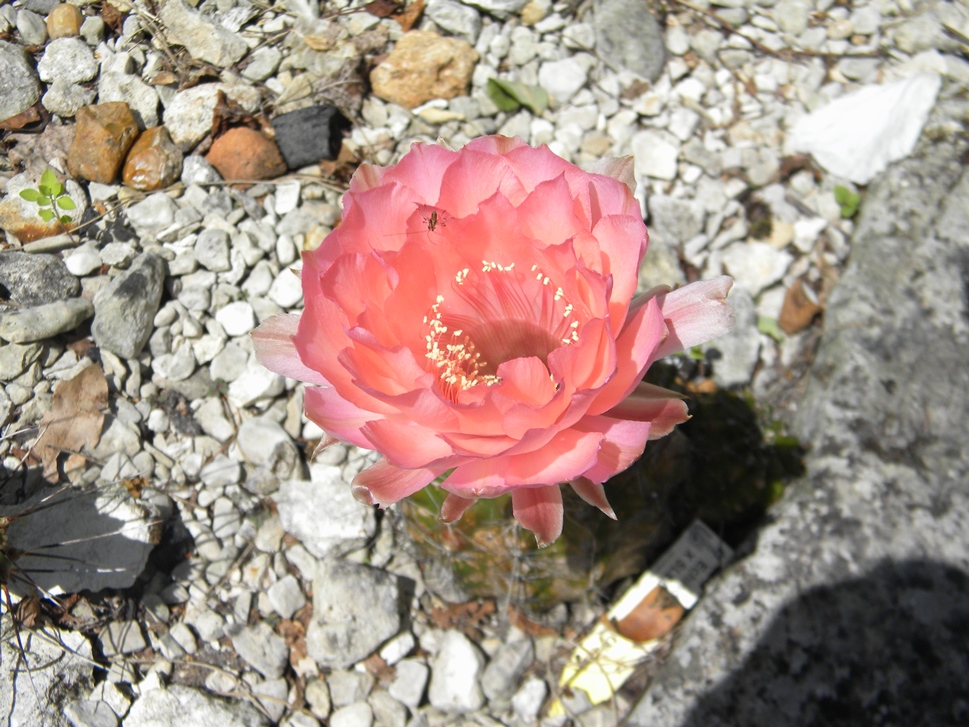 Hybride d'Echinopsis ' sleeping beauty '.JPG