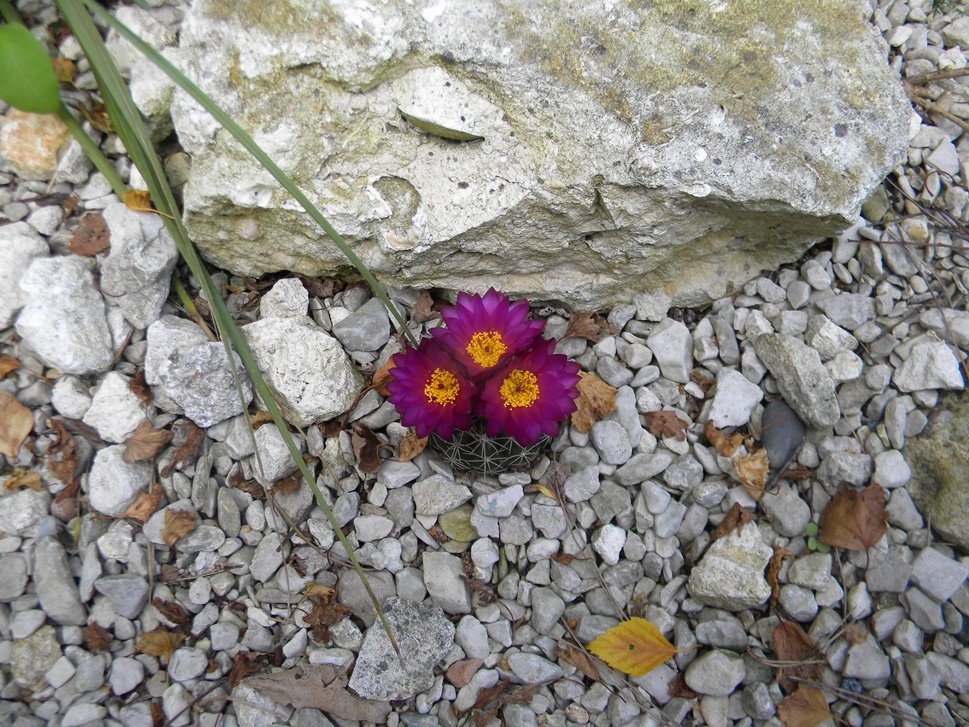 Parodia ( Notocactus ) uelbelmannianus.JPG