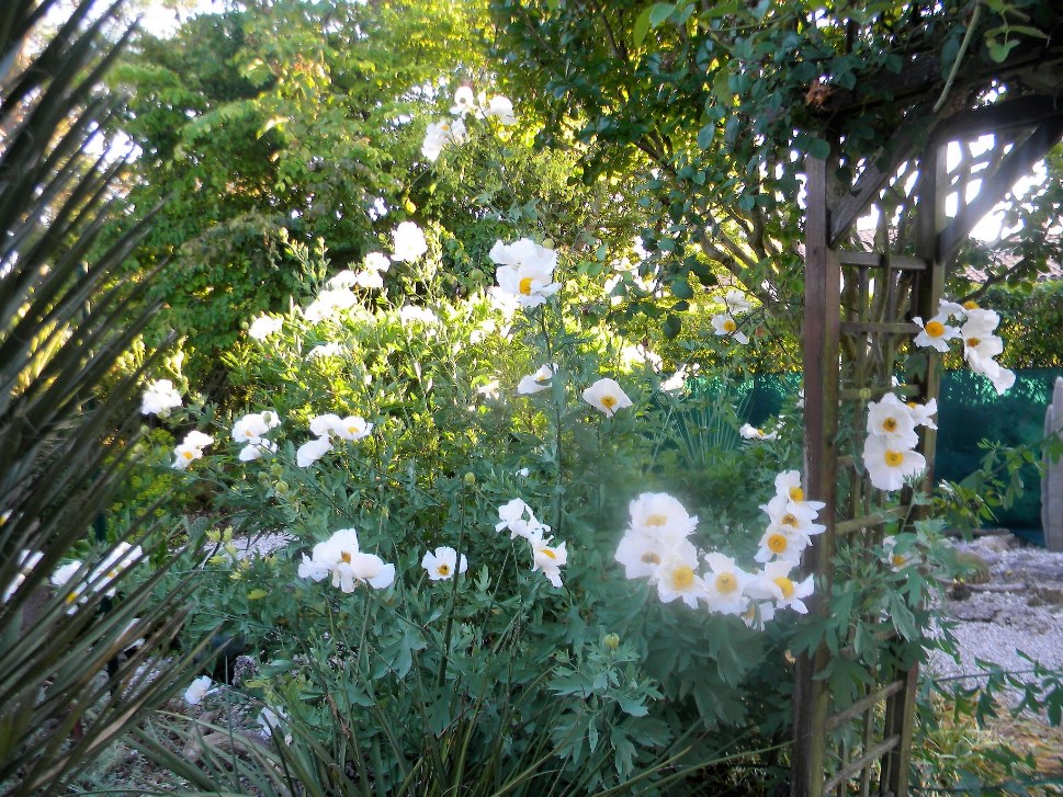 Romneya coulteri