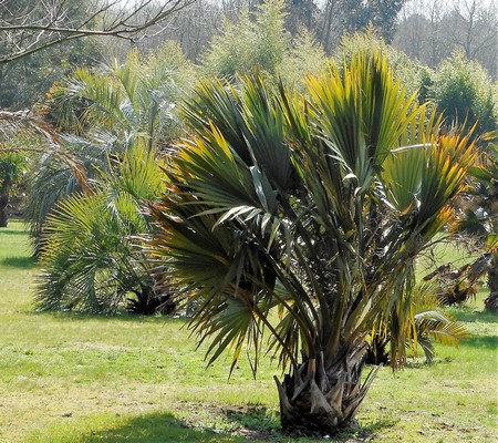 sabal bermudana+butia eriospatha (Copier).JPG