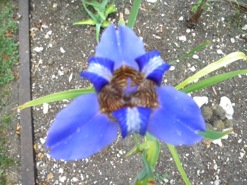 Neomarica caerulea.JPG