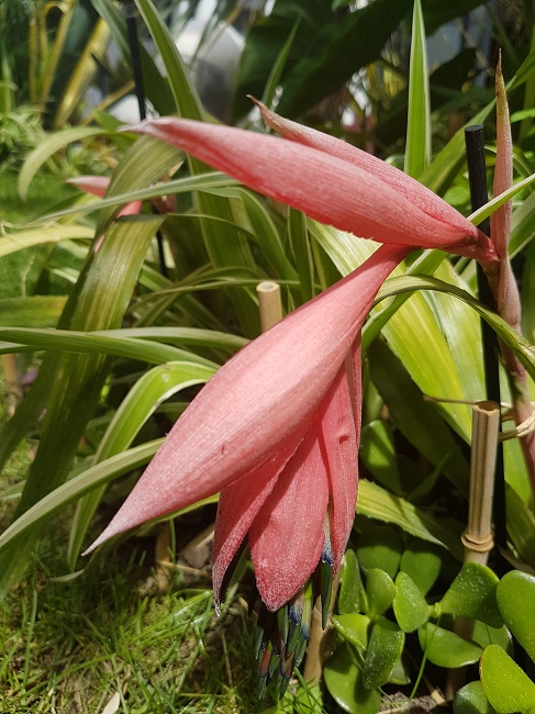 Bilbergia windii 4.jpg
