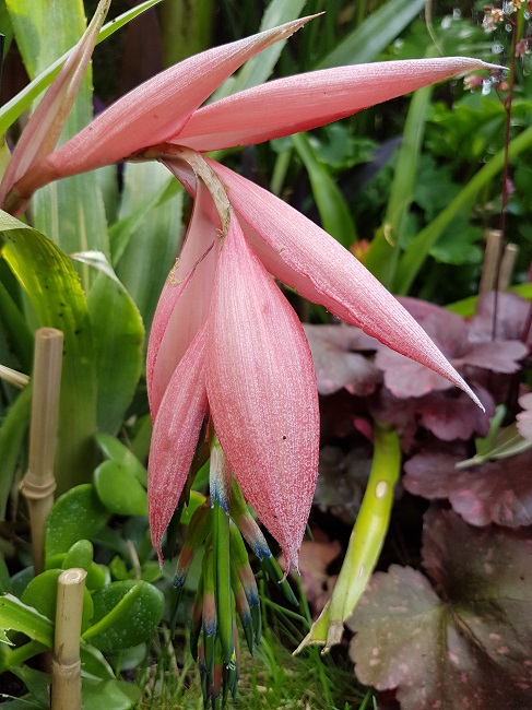 Bilbergia windii 5.jpg
