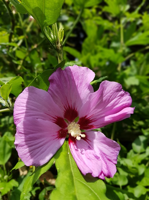 Jardin 04072017 (12).jpg