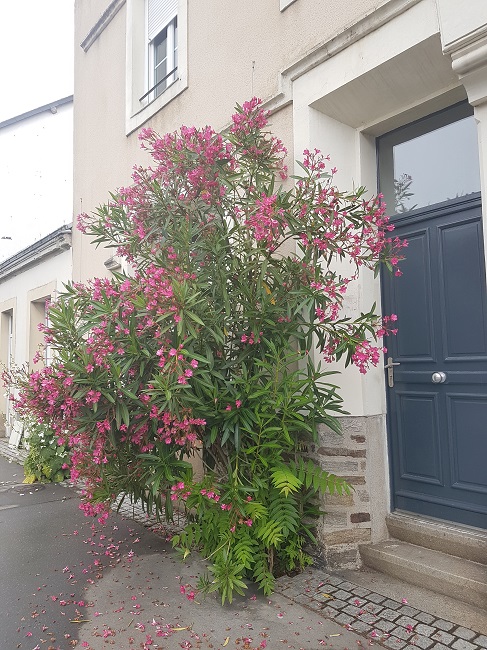 Lauriers rose Nantes juillet 2017 (2).jpg