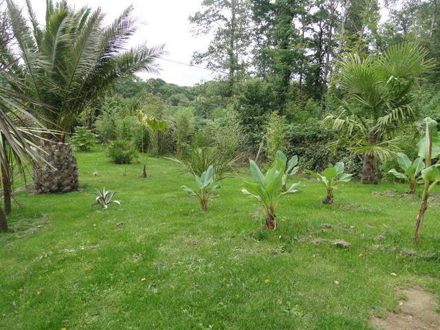 palmier jardin.jpg