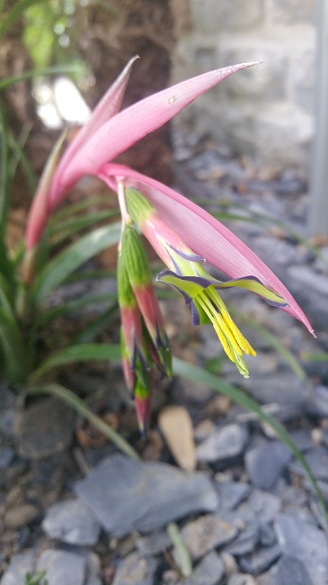 Bilbergia nutans (1).jpg