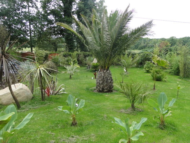 palmiers 2.jpg