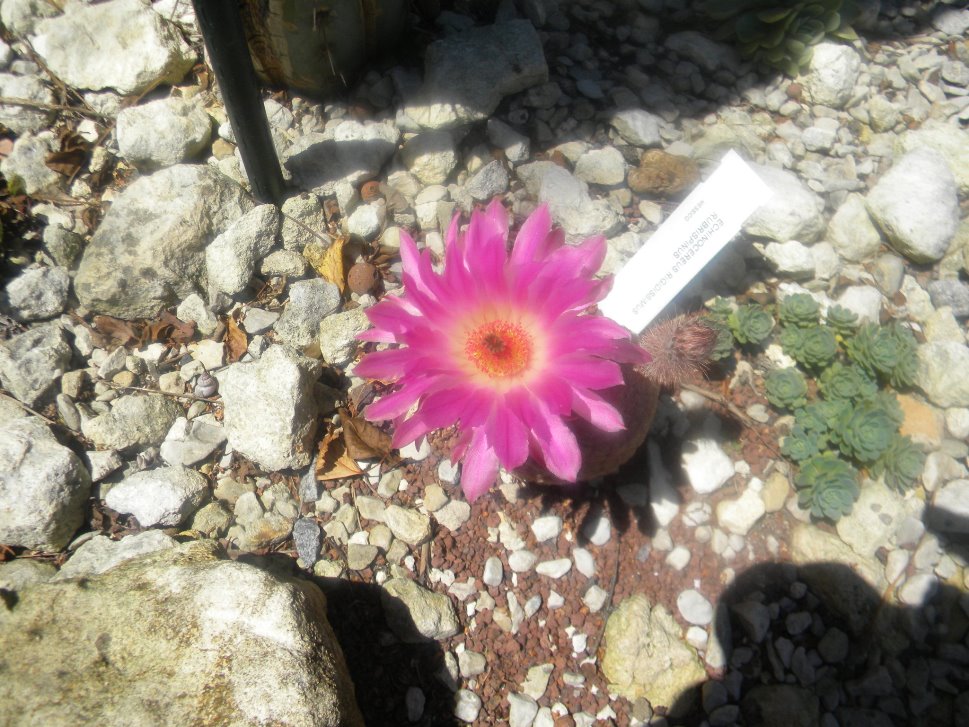 Echinocereus rigidissimus ssp. Rubispinus.JPG