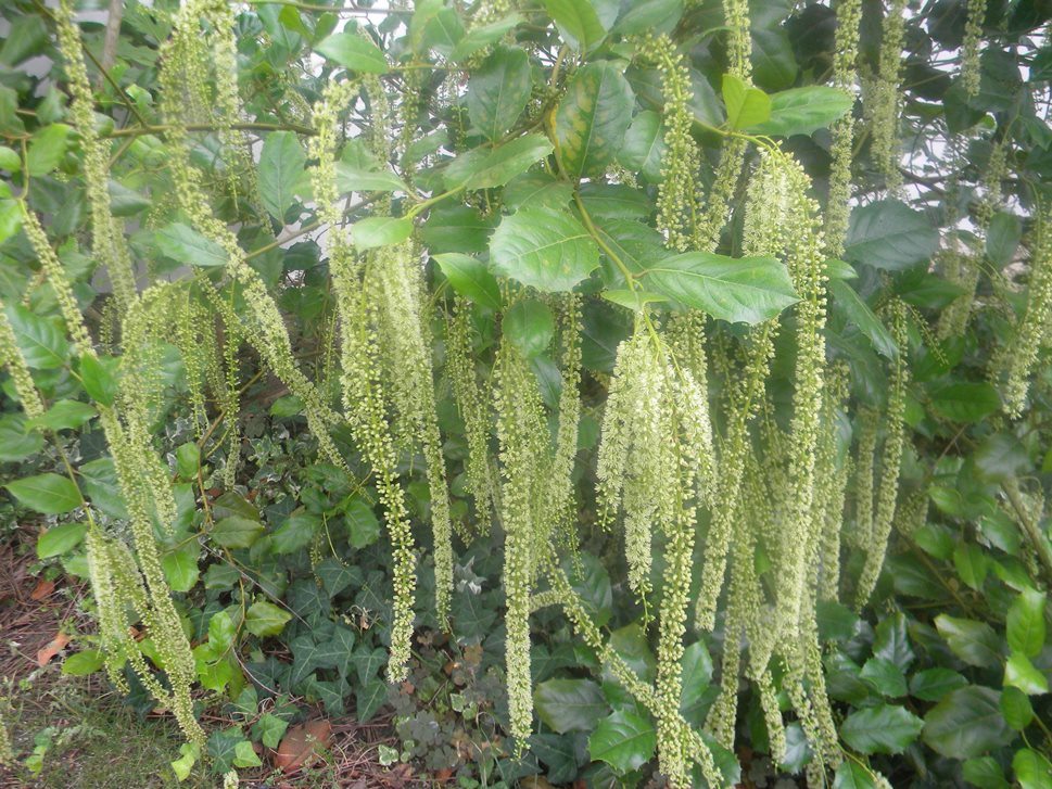 Itea ilicifolia 01.JPG