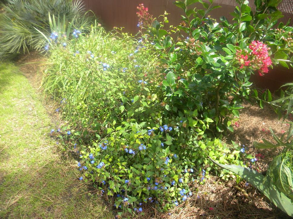 Ceratostigma Wilmotiana & Lagerstroemia Margaux.JPG