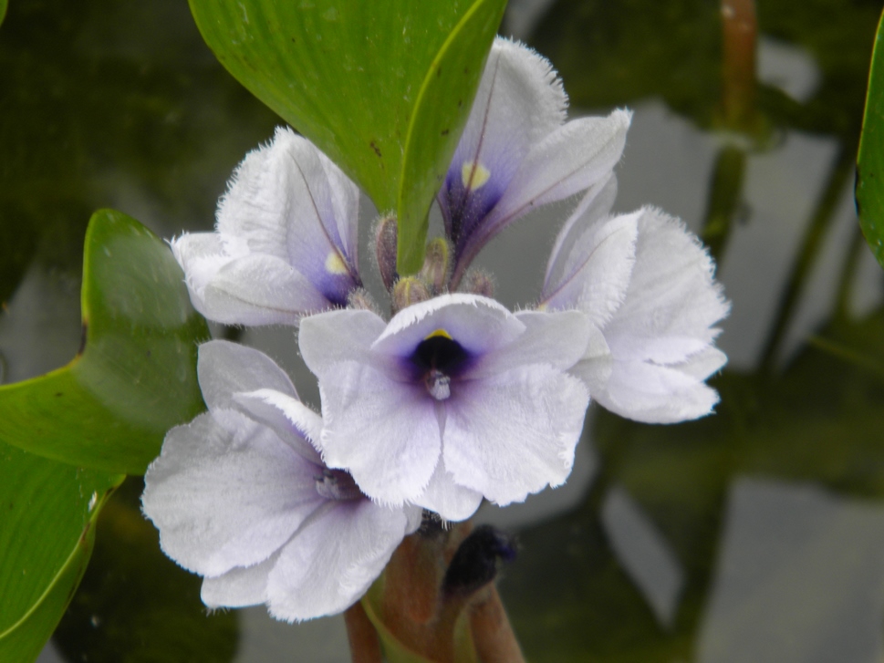 Eichhornia azurea.JPG