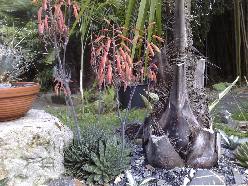 erios x sscata stipe.jpg