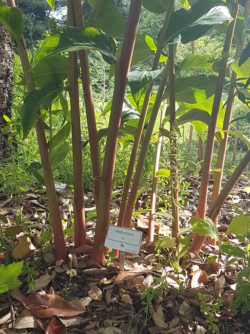 Hedychium jardin des plantes 08072017 (1).jpg