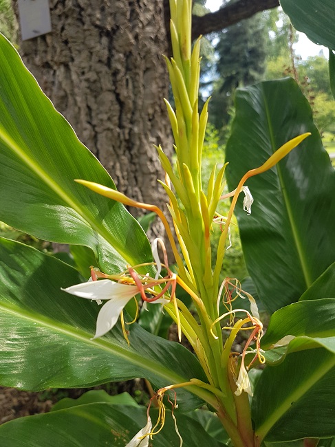 Hedychium jardin des plantes 08072017 (3).jpg