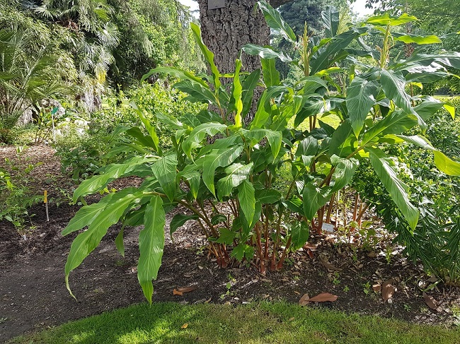 Hedychium jardin des plantes 08072017 (2).jpg