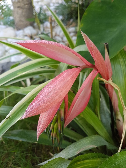 Jardin 08072017 5.jpg