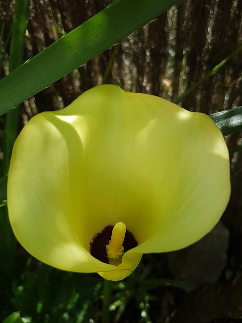 Jardin 08072017 3.jpg